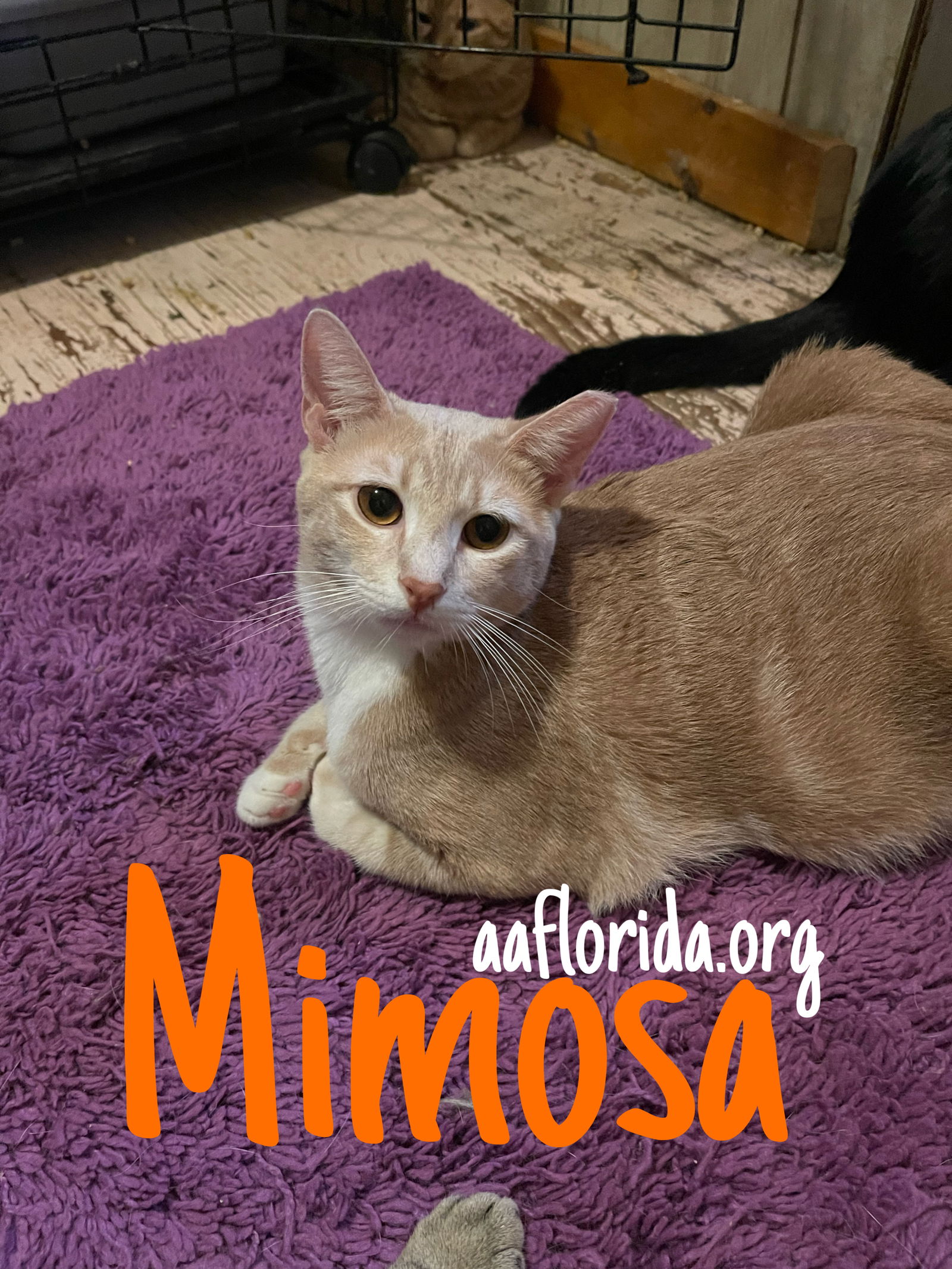 adoptable Cat in Pensacola, FL named Mimosa