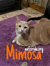 adoptable Cat in pensacola, FL named Mimosa