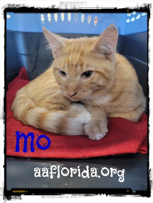 Mo