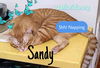 Sandy