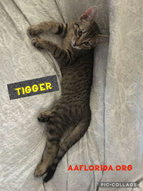 Tigger