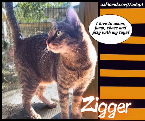 Zigger