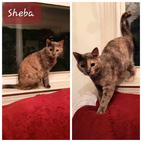 Sheba