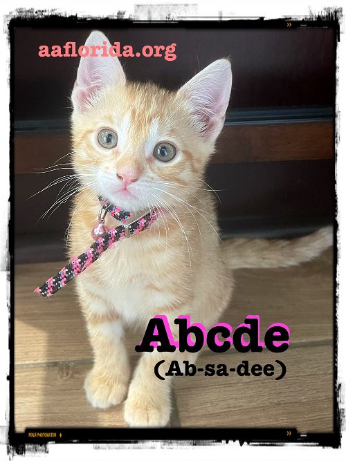 Abcde (Ab-sa-dee)