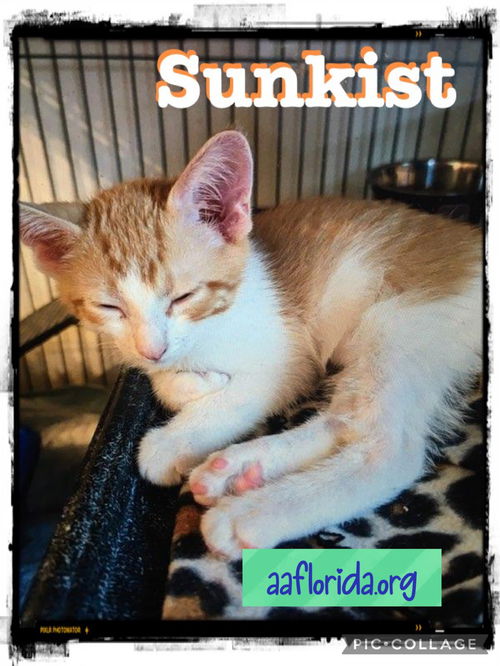 Sunkist