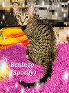 adoptable Cat in  named Beningo