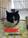 Nubbs