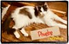 adoptable Cat in pensacola, FL named Phoebe
