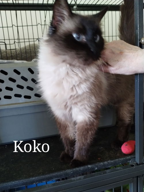 Koko