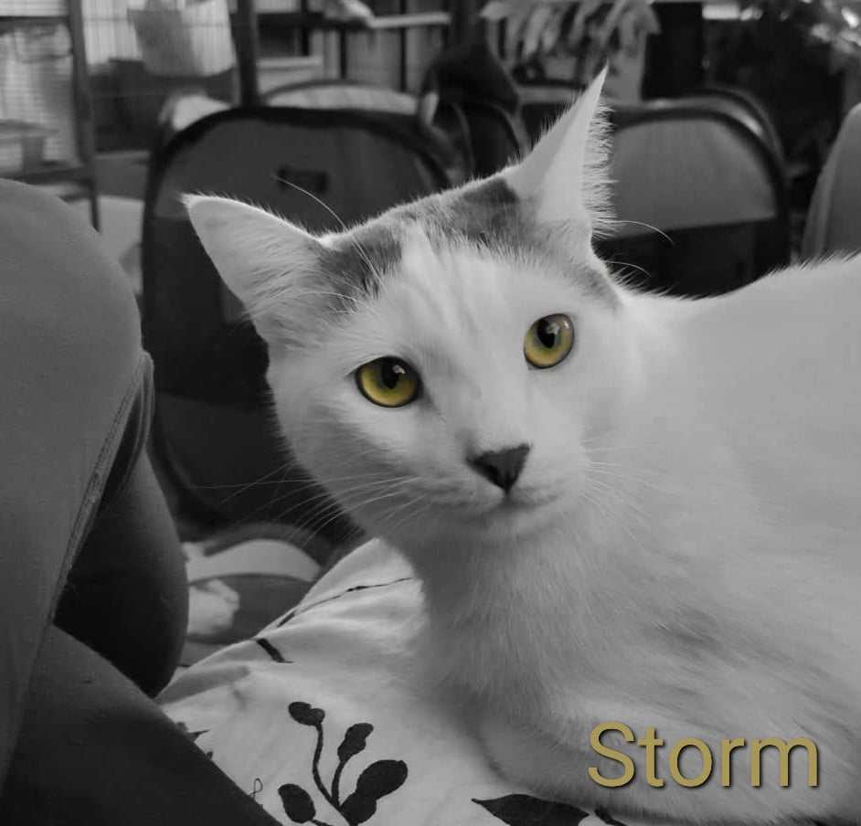 adoptable Cat in Pensacola, FL named Storm