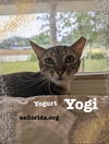 Yogurt