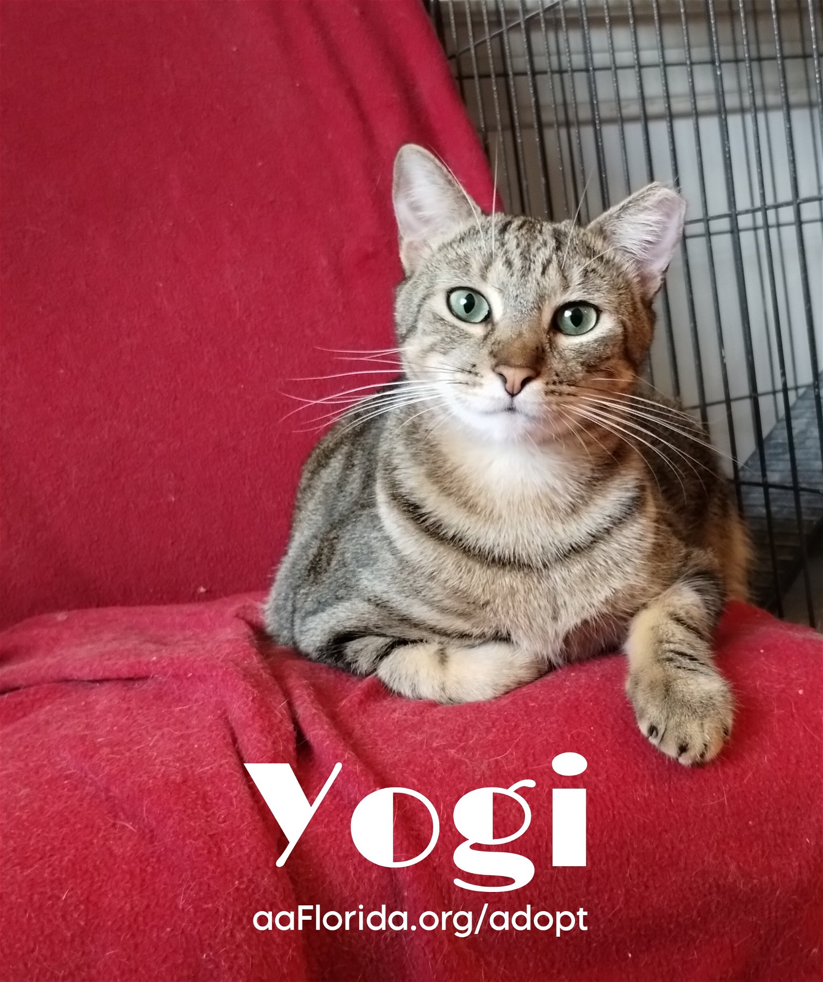 adoptable Cat in Milton, FL named Yogi, aka Yogurt