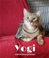 adoptable Cat in  named Yogi, aka Yogurt