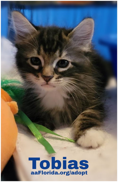 Tobias