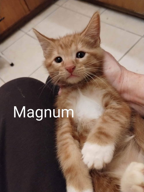 Magnum