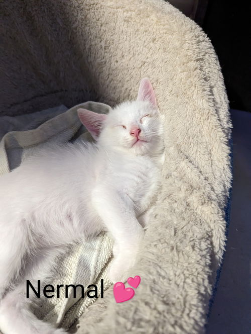 Nermal