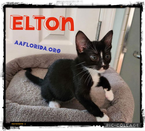 Elton