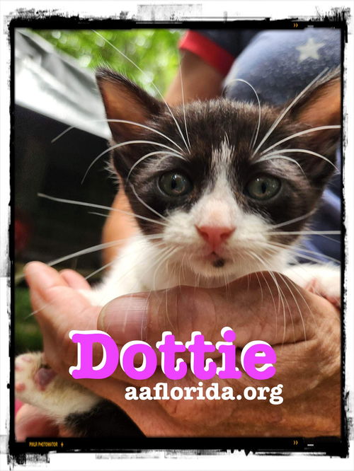 Dottie