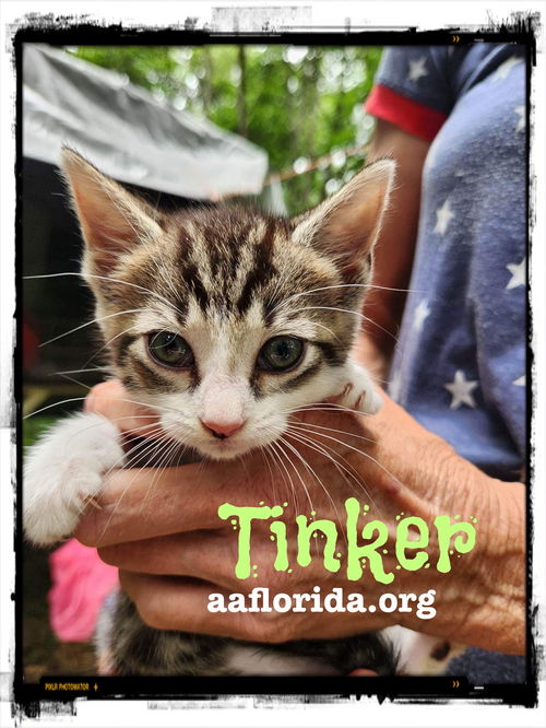 Tinker