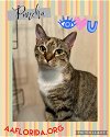 adoptable Cat in pensacola, FL named Pancha