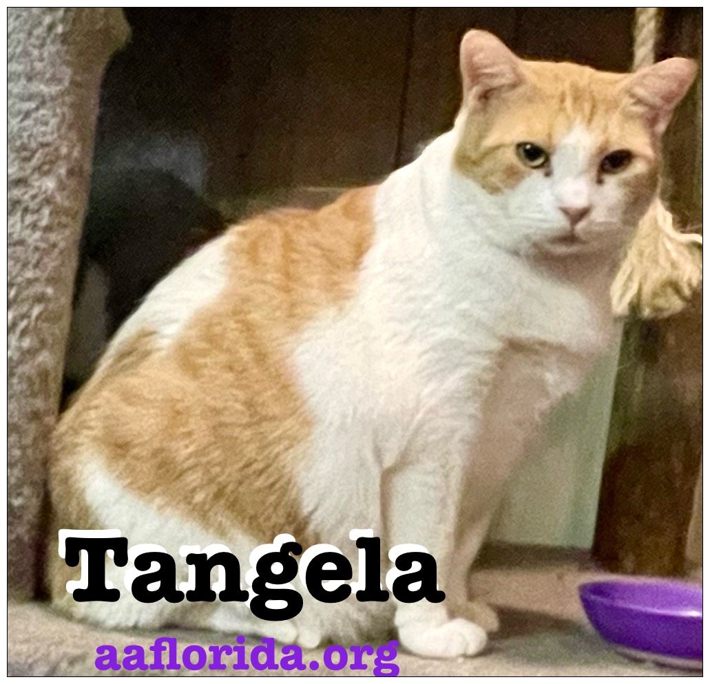 adoptable Cat in Pensacola, FL named Tangela