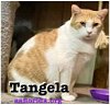adoptable Cat in  named Tangela