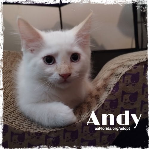 Andy