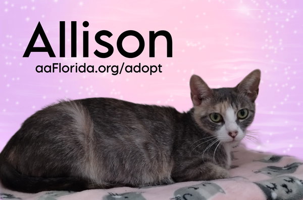 Allison