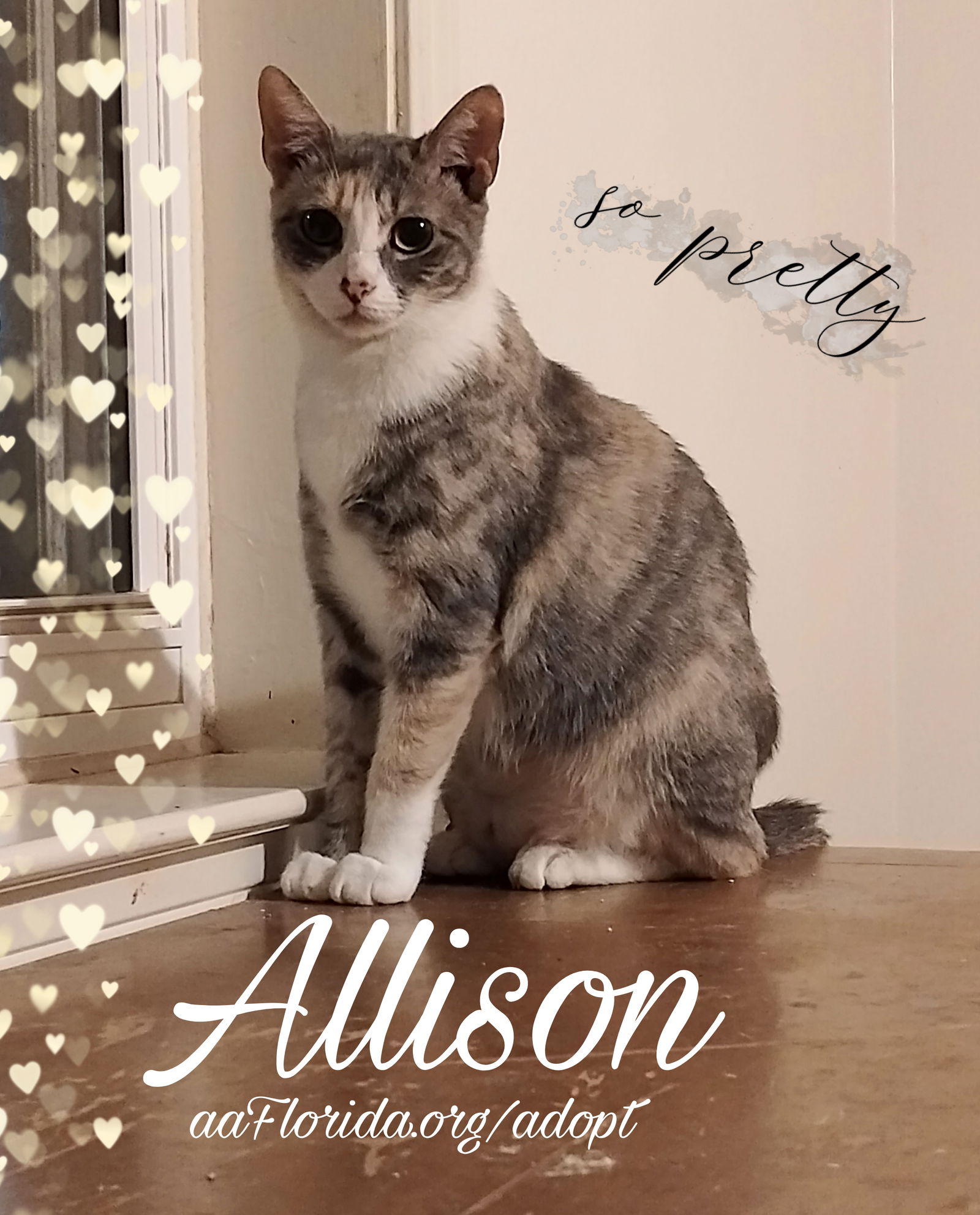 adoptable Cat in Pensacola, FL named Allison