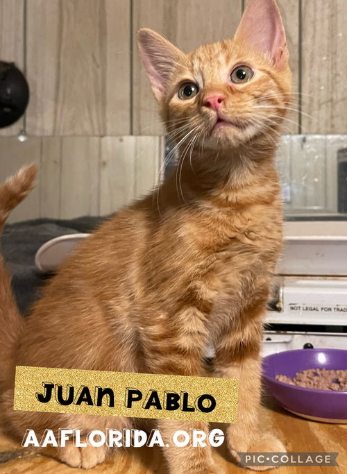 Juan Pablo