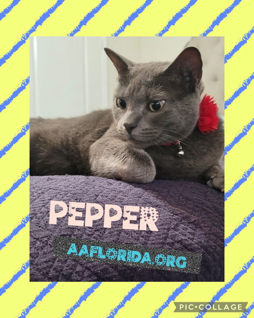 Pepper