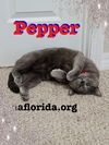 Pepper