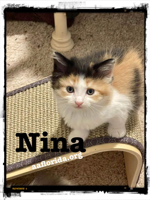 Nina 2023 calico