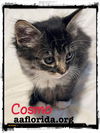 Cosmo