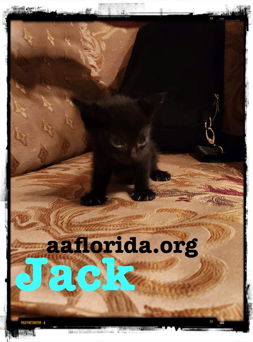Jack (Black Jack)