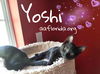 Yoshi