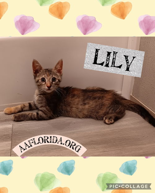 Lily-Mochi