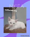 Nikita