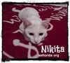 Nikita