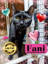 adoptable Cat in  named Fani