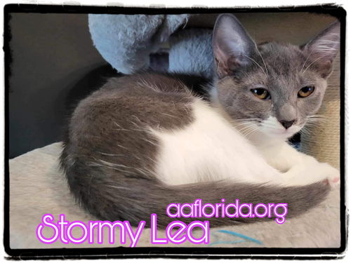 Stormy Lea