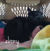 Ebony