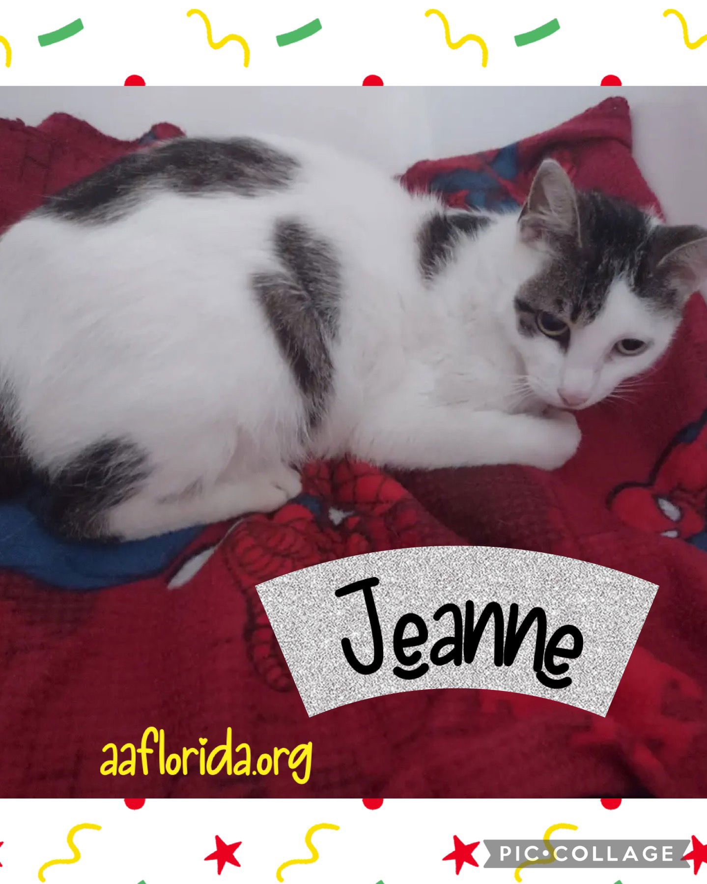 adoptable Cat in Pensacola, FL named Jeanne