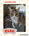 Cleo - declawed lovebug