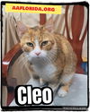 Cleo - declawed lovebug