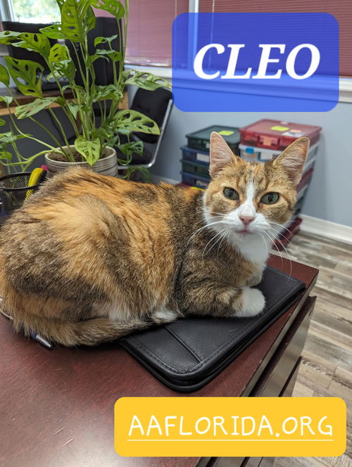 Cleo - declawed lovebug