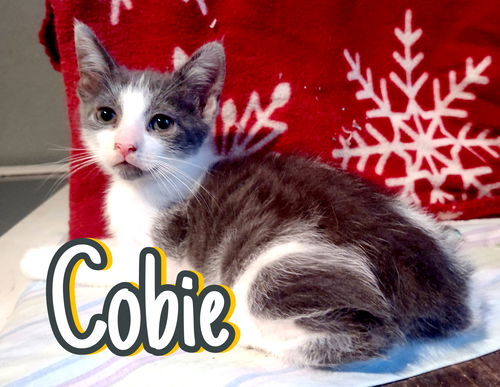 Cobie