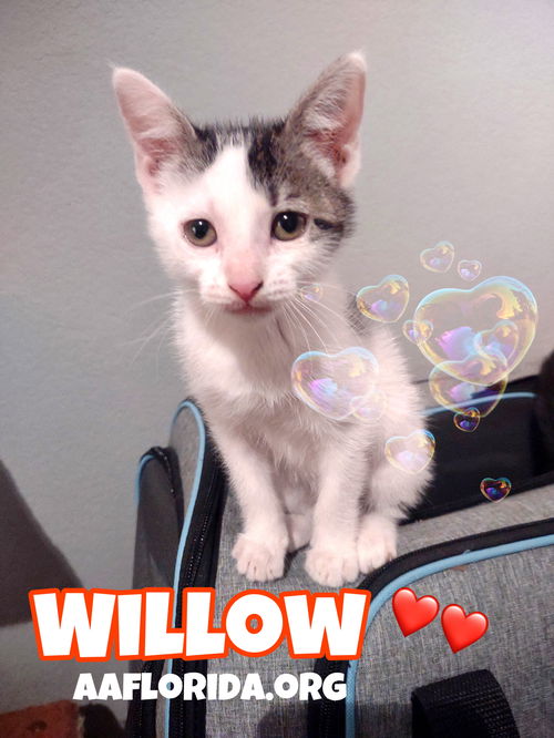 Willow