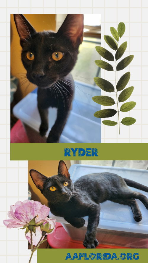 Ryder (Ghost Tabby)