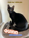 Quinn